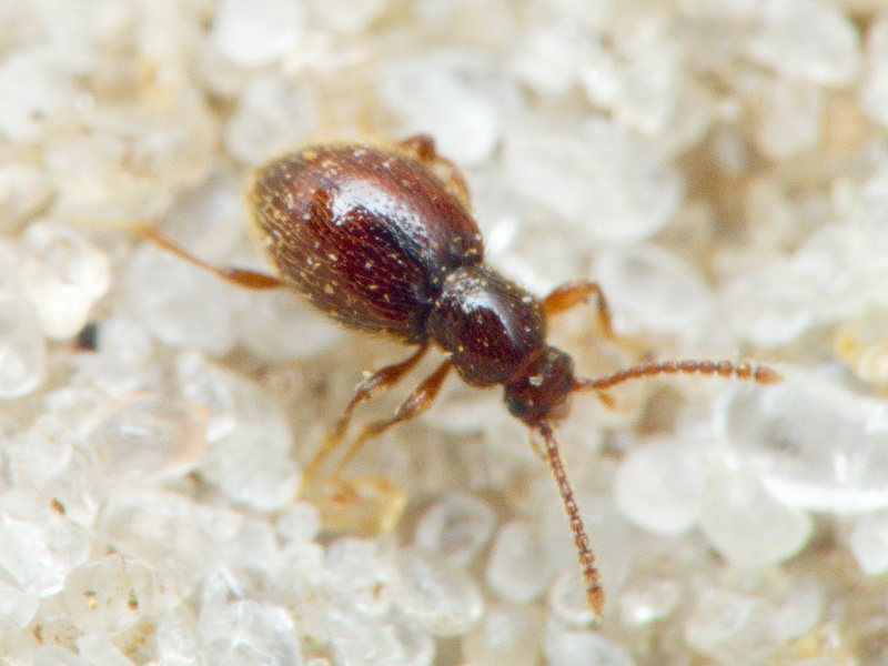 Stenichnus C.G. Thomson, 1859